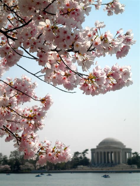 national cherry blossom festival, the jefferson memorial, tidal basin ...