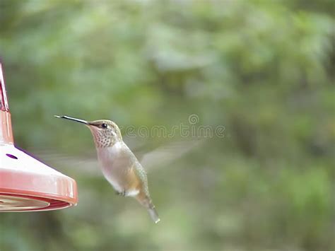 Tiny Hummingbird Hovering at Feeder Stock Photo - Image of feeder, tiny ...