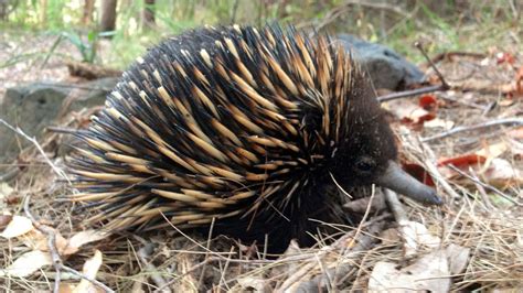 Cute Baby Echidna Australia - YouTube