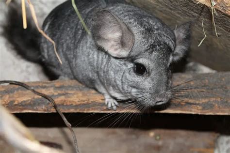 Are Chinchillas Hypoallergenic?