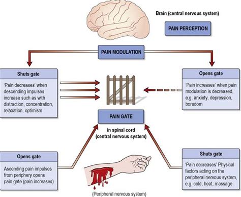 Gate Control Theory Of Pain Diagram