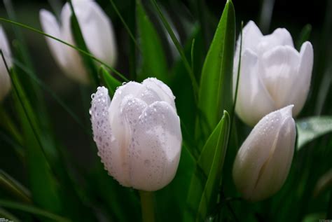 White Tulips Wallpaper - WallpaperSafari