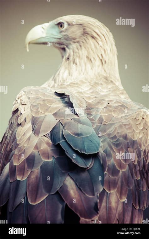 golden eagle close up Stock Photo - Alamy