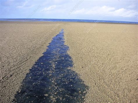 Wake through a pumice raft, Tonga, 2006 - Stock Image - E417/0292 ...