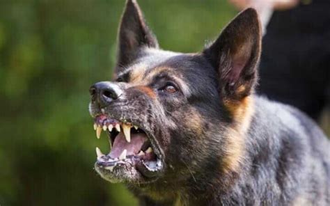 Snarling dog : What it's mean and how to deal with Dog Growling