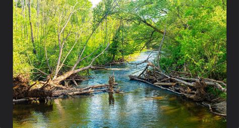 DIY Guide to Fly Fishing the Rifle River in Michigan | DIY Fly Fishing