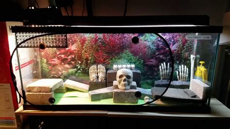 CHEAP Bearded dragon tank setup - YouTube