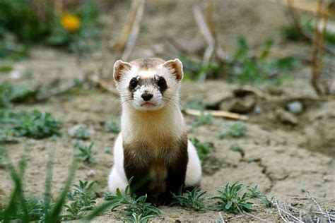 Call It a Comeback: Ferret Population Shows Big Growth in Wyoming - The New York Times