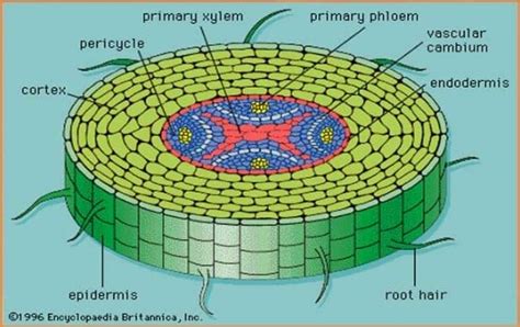 √ Jaringan Epidermis : Ciri Khas Beserta Tipenya