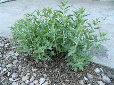 Update on Russian Sage Pruning | Colorado Yard Care