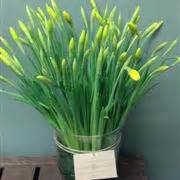 Daffodil Vase Flower Emporium Florist Northwich