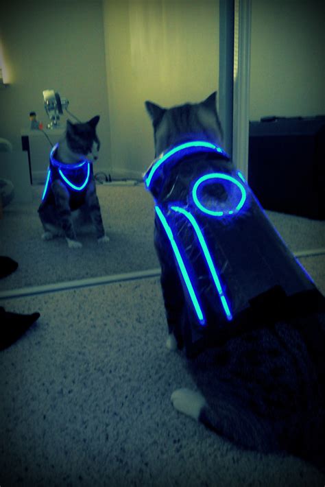 Tron Cat [PIC]