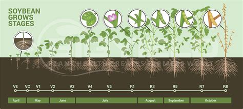 soybean growth stages | Maps, they don't love you like I love you | Pinterest