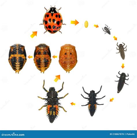 Life Cycle of Harmonia Axyridis Stock Photo - Image of enemy, descriptive: 218867878