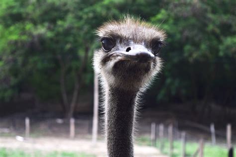 Free Images : pen, wildlife, zoo, beak, fauna, long neck, plumage, emu, animals, vertebrate ...