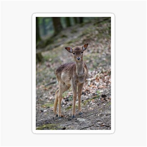 "Fawn in Bretten Zoo" Sticker for Sale by OskiOnTour | Redbubble