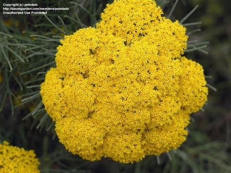 PlantFiles Pictures: Coulter Bush (Athanasia acerosa) by palmbob