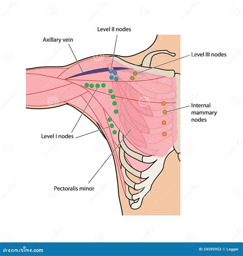 Lymph Nodes Of The Chest And Axilla Stock Photography - Image: 24595952