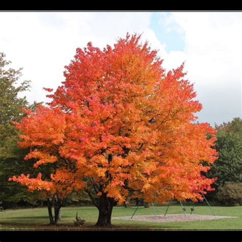 Sugar Maple Seeds Sugar Maple Tree Seeds Maple Tree Seeds | Etsy