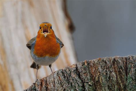 Erithacus rubecula Foto & Bild | tiere, wildlife, wild lebende vögel Bilder auf fotocommunity