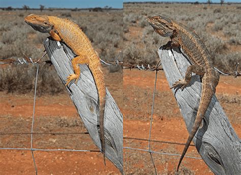 Bearded dragons switch colour to match surroundings - Australian Geographic