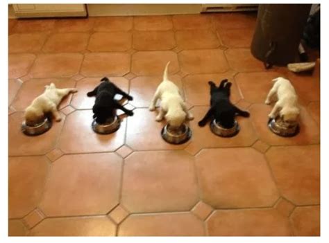 Feeding Time | Doggies.com Dog Blog