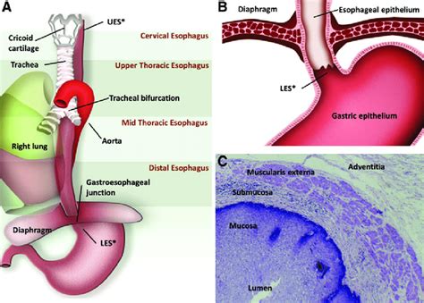 [DIAGRAM] Diagram Of Esophagus In Relation To Heart - MYDIAGRAM.ONLINE