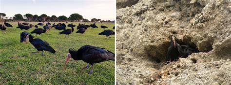 With a little help—the European northern bald ibis population well on the way to self-sustainability