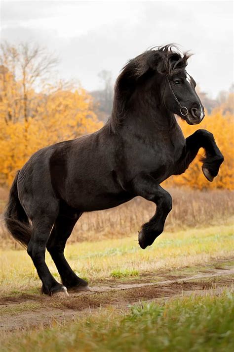 17 War Horse Breeds (History & Pictures) Big Horses, Black Horses, Show Horses, Percheron ...