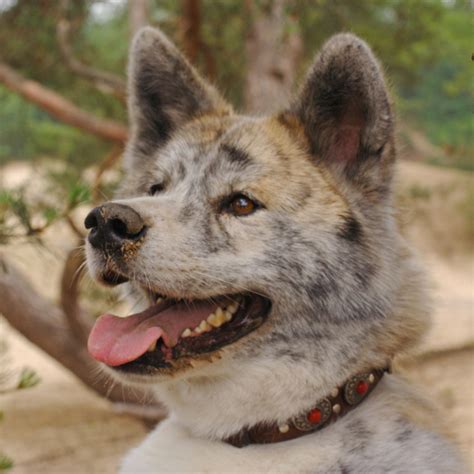 File:Akita Inu brindle portrait.jpg - Wikipedia