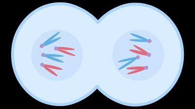 Cytokinesis | Description & Process | Britannica