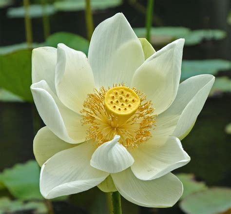 white lotus flower in mauritius | www.bildervonunten.de if a… | Flickr