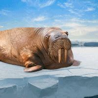 Walruses GIFs - Find & Share on GIPHY