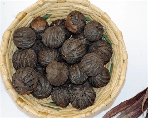 Black Walnut Benefits and Uses | Side Effects