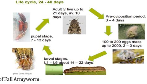 Fall Armyworm Life Cycle