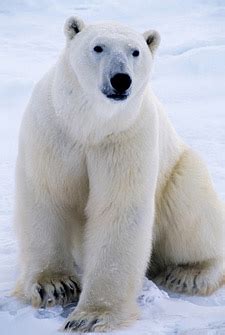 Arctic Polar Bear Habitat