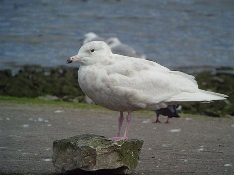 Glaucous Gull - BirdWatch Ireland