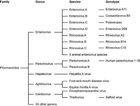 Classification of the virus family Picornaviridae . The clinically most... | Download Scientific ...