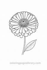 Free Printable Zinnia Coloring Pages For Kids sketch template