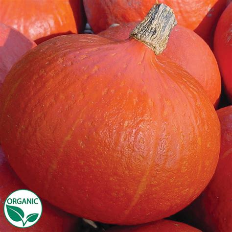 Uchiki Kuri Organic Winter Squash Seeds | Osborne Farm Seed Supplier