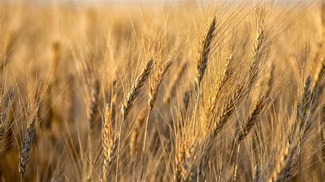 Canadian Ingredient Spotlight: Barley - Canadian Food Focus