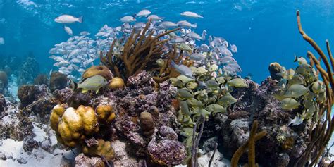 Belize’s Incredible Barrier Reef Recovers From 'In Danger' Status ...