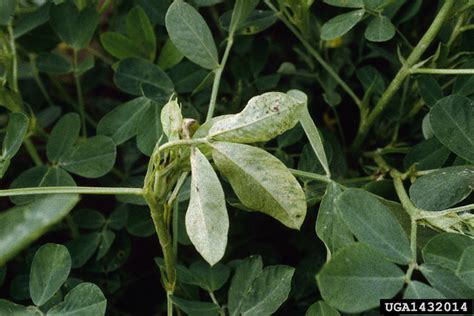 Peanut (groundnut) | Diseases and Pests, Description, Uses, Propagation