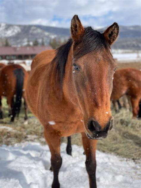 Saddle Up to Winter at the Vista Verde Guest Ranch (Review)