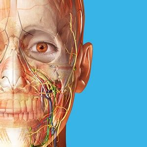 Atlas d’anatomie humaine 2025 : Corps humain entier en 3D - Télécharger ...