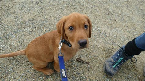 Kyo - 12 Week Old Labrador Puppy - 3 Weeks Residential Dog Training - YouTube