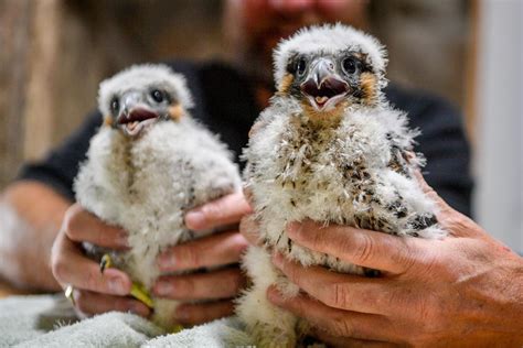 How To Watch Adorable Baby Peregrine Falcons Online