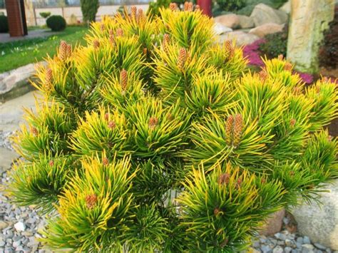 Купить Сосна горная Винтер Голд Pinus mugo Winter Gold - в питомнике Флорини