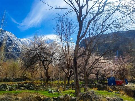 A Photo Guide To Cherry Blossom In Hunza Valley Of Pakistan