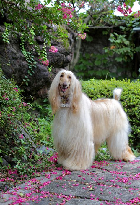 Afghan Hound | Afghan hound, Afghan hound puppy, Hound breeds